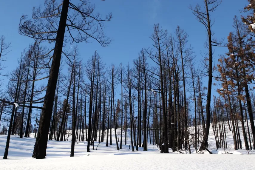 barnes-lake_aaron-hemens Trees burned in the 2021 Tremont Creek wildfire stand near Barnes Lake in Ashcroft, B.C., on Jan. 10, 2022. Aaron Hemens / The Globe and Mail