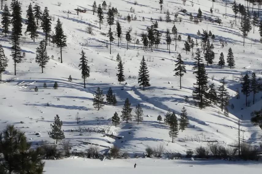 A person cross-country skis near Willard Lake in Ashcroft, B.C., past trees and terrain damaged by the 2021 Tremont Creek wildfire, on Jan. 10, 2022. Aaron Hemens / The Globe and Mail